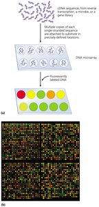 DNA Microarray