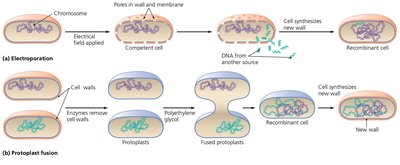 Electroporation and Protoplast Fusion
