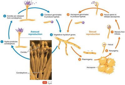 Life cycle of Talaromyces, an ascomycete