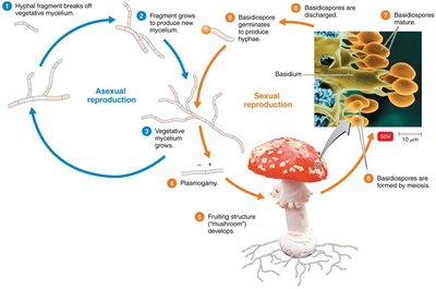 Life cycle of a basidiomycete
