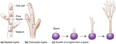 Diagram of septate and coenocytic hyphae, and hyphal growth from a spore