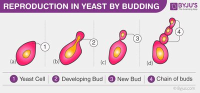 Diagram of yeast budding process