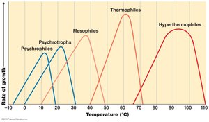 Growth rates of different types of microorganisms in response to temperature