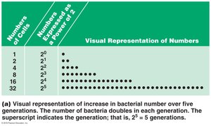 Visual representation of increase in bacterial number