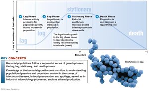 Bacterial growth curve phases