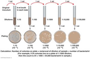 Serial dilutions and plate counts