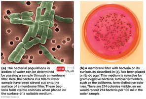 Counting bacteria by filtration