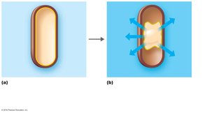 Plasmolysis in bacterial cells