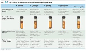 Effect of oxygen on bacterial growth
