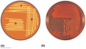 Streak plate method for isolating pure cultures