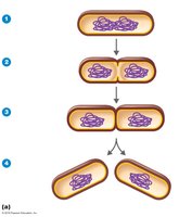 Binary fission in bacteria