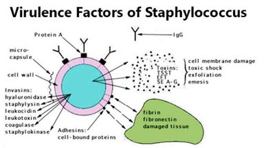 Pathogenesis of necrotizing fasciitis