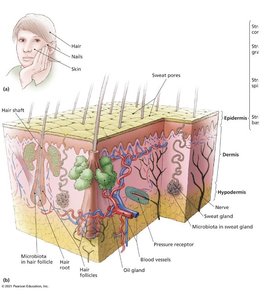 Anatomy of the skin showing layers and structures