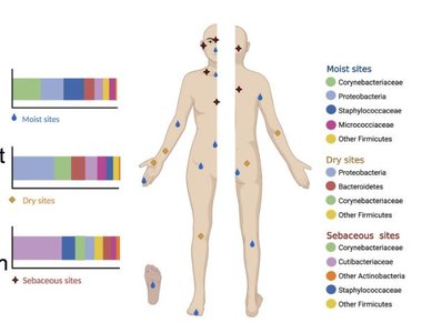 Distribution of skin microbiome at different body sites