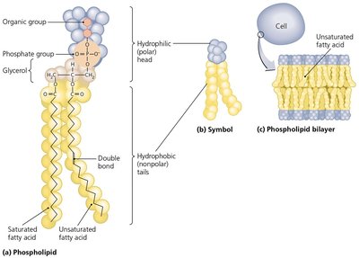 Phospholipid structure and bilayer