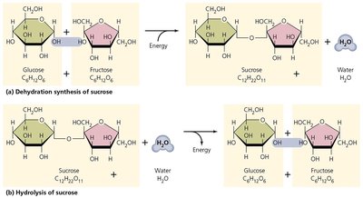 Dehydration synthesis and hydrolysis of sucrose