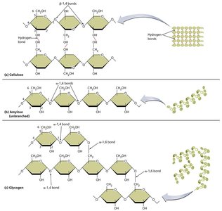 Polysaccharide structures: cellulose, amylose, glycogen