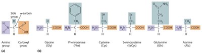 Amino acid structures