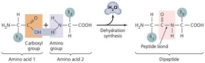 Peptide bond formation