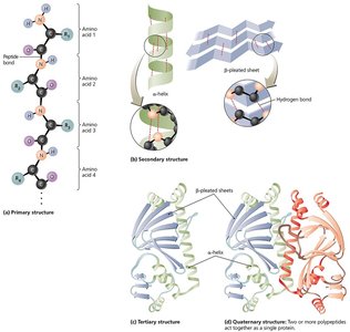 Levels of protein structure