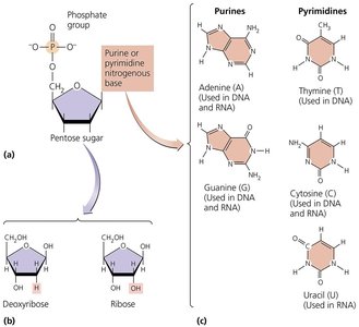 Nucleotide structure and nitrogenous bases