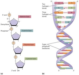 General nucleic acid structure (DNA double helix)