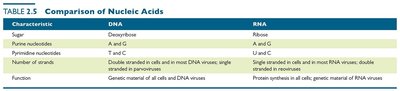 Table comparing DNA and RNA