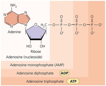 ATP structure