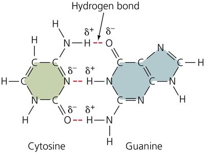Hydrogen bond between cytosine and guanine