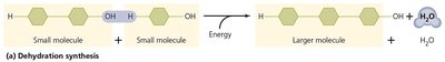 Dehydration synthesis reaction