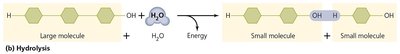 Hydrolysis reaction
