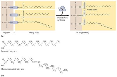 Formation of fats (triglycerides)
