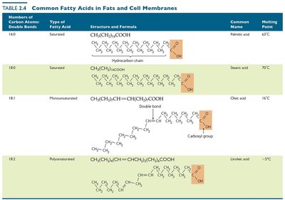 Table of common fatty acids in fats and cell membranes