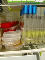Refrigerated storage of microbial cultures