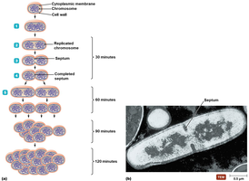 Binary fission and generation time