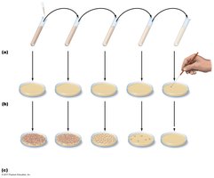 Serial dilution and viable plate count