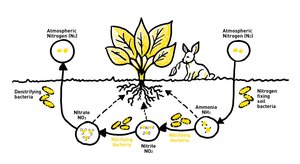 Diagram of the nitrogen cycle