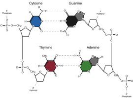 Chemical structure of DNA showing nucleotide bases