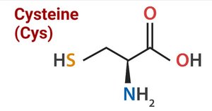 Chemical structure of cysteine, a sulfur-containing amino acid
