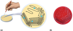 Streak plate method for isolating colonies