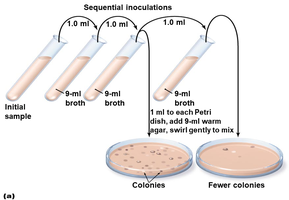 Isolated colonies on agar plate