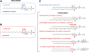 Comparison of ester and ether lipid biosynthesis
