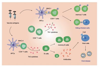 Diagram of vaccine categories and examples