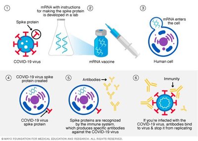 Immune response induced by vaccines