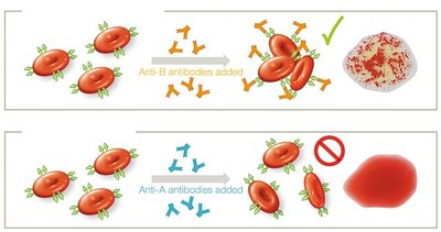 mRNA vaccine mechanism