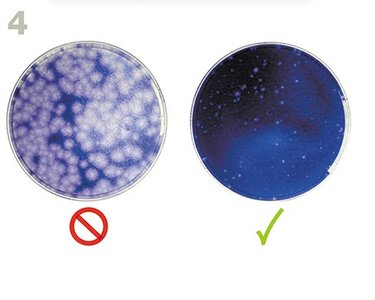 Direct ELISA steps