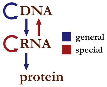 PCR amplification diagram
