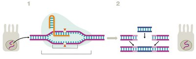 Central dogma with reverse transcription