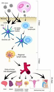 HIV entry and CCR5 mutation protection