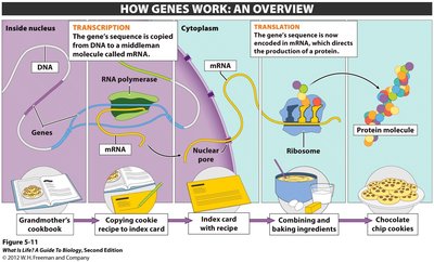 Overview of gene expression: DNA to mRNA to protein